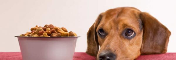 Hvor mange ganger bør en hund spise om dagen?  - Hvor ofte bør en voksen hund spise?