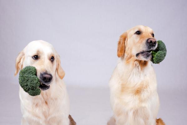 Kan hunder spise brokkoli og blomkål?  - Hvordan gi brokkoli og blomkål til en hund?