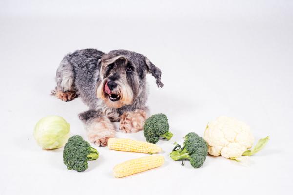Kan hunder spise brokkoli og blomkål?  - Fordeler med blomkål for hunder