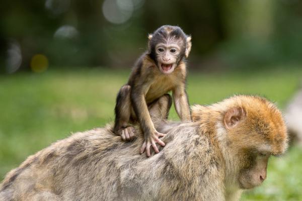 Kan du ha en ape som kjæledyr?  - Avl av aper i fangenskap og dens effekter på atferd