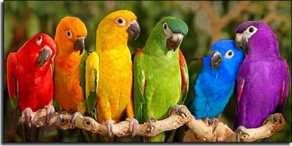 Famous Parrot Names - Navn på andre kjente papegøyer