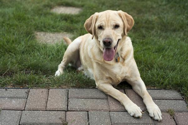 Mastitt hos tisper - Symptomer og behandling - Forebygging av mastitt hos hunder