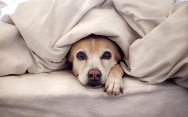 Mastitt hos tisper - symptomer og behandling - symptomer på mastitt hos hunder
