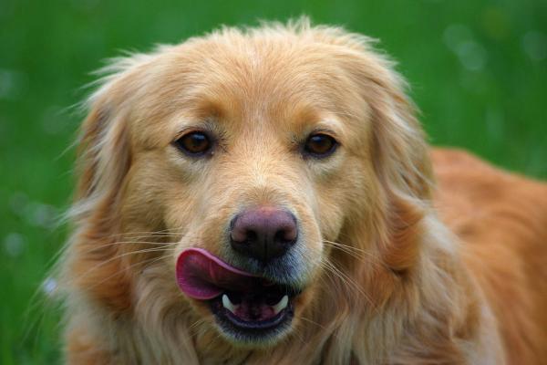 Best balansert hundemat - Kvaliteten på næringsstoffer
