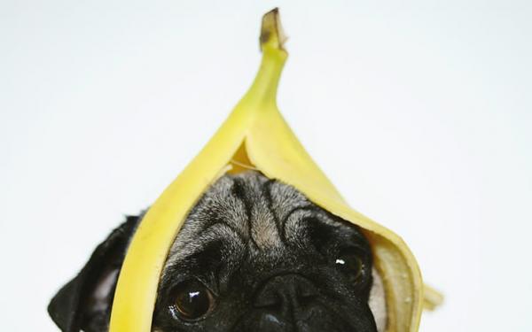 Kan hunder spise bananer?  - Kan hunder spise bananskall?