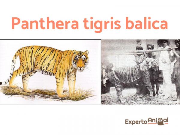 Utdødde kattarter - Bali Tiger