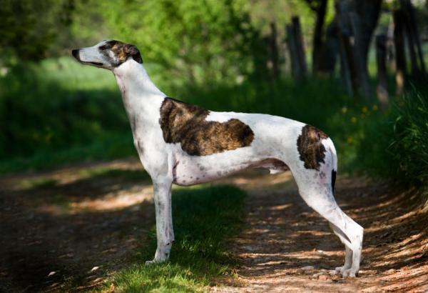 Engelske hunderaser - 7. Engelsk Greyhound