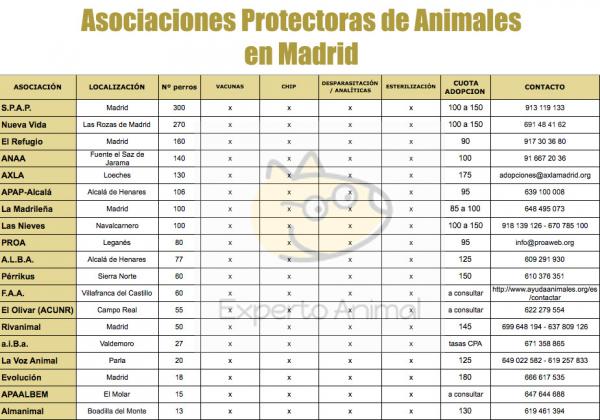 Hvor kan jeg adoptere en hund i Madrid - Sammenligning av dyrevernforeninger i Madrid