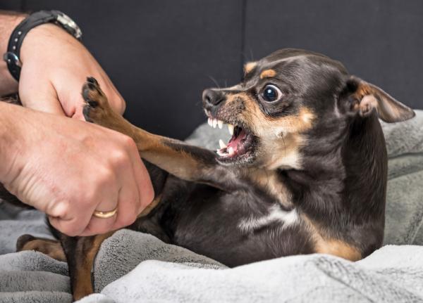 Hvorfor biter hunden min meg mens han leker?  - Hundens smerter, en hyppig årsak til aggressivitet