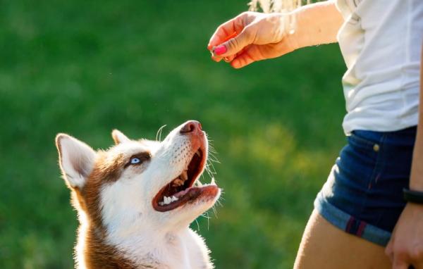 Lær hunden å komme til samtalen - Kriterium 1: Hunden din kommer når du tar noen skritt tilbake