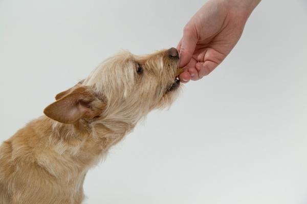 Lær hunden å komme til samtalen - Kriterium 3: Hunden din kommer mens du beveger armene
