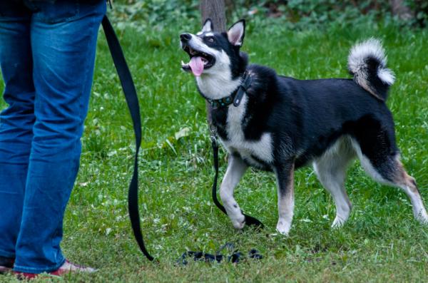 Lær hunden å komme til samtalen - Kriterium 2: Hunden din kommer og blir hos deg et sekund
