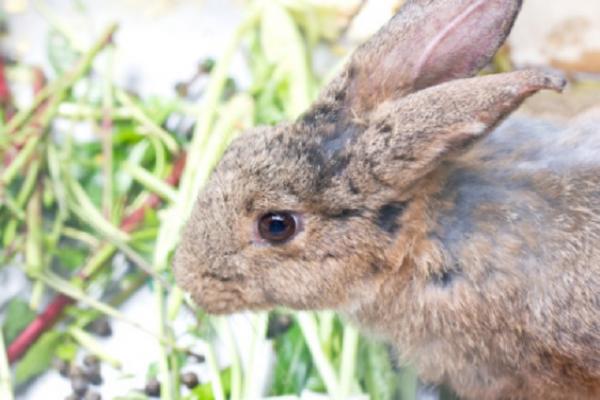 Skabb hos kaniner - Symptomer og behandling - Symptomer på skabb hos kaniner