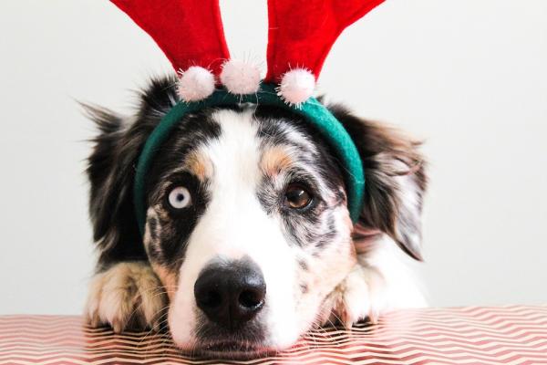 Tips for å ta vare på kjæledyr i julen - jul og kjæledyr