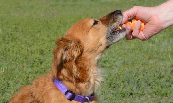Kan hunder spise mandarin eller appelsin?  - Hvordan gi mandarin til en hund?