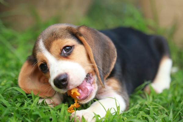 Kan hunder spise mandarin eller appelsin?  - Tips for å introdusere nye matvarer i hundens diett