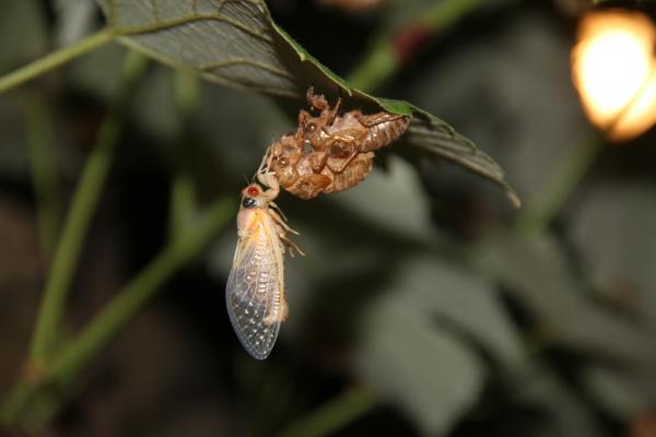 Kjennetegn på insekter - Metamorfose og vekst av insekter