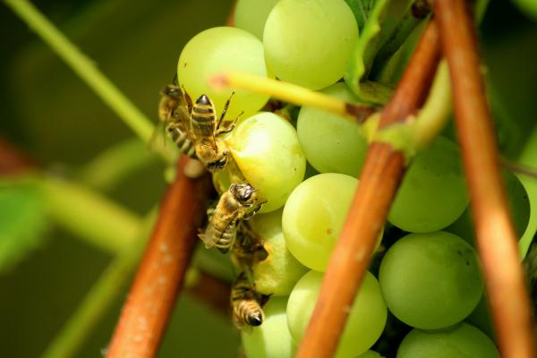 Insektegenskaper - Insektfôring