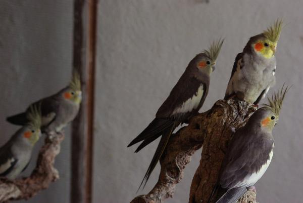 Forskjeller mellom mannlig og kvinnelig papegøye - Nymfer