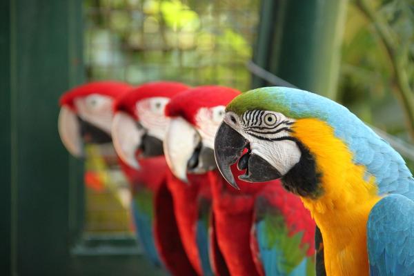 Forskjeller mellom mannlig og kvinnelig papegøye - alternative differensieringsmetoder