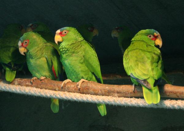 Forskjeller mellom hann- og hunnpapegøye - Hvitfrontet papegøye