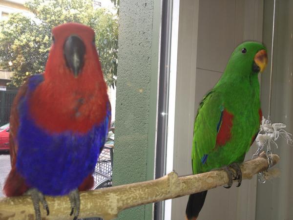 Forskjeller mellom mannlig og kvinnelig papegøye - Ecletus