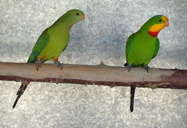 Forskjeller mellom hann- og hunnpapegøye - australske papegøyer