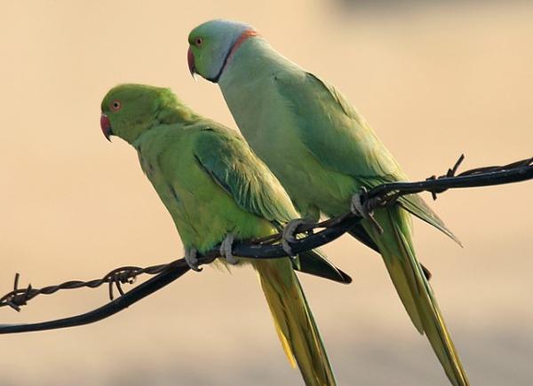 Forskjeller mellom hann- og hunnpapegøye - Kramers papegøyer