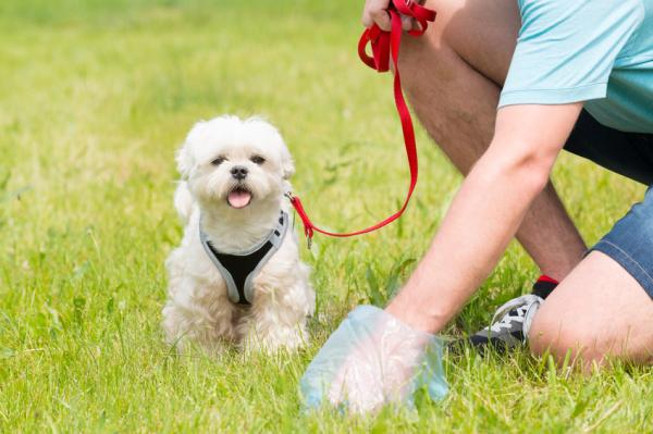 Å lære en voksen hund i bånd å gå - den første turen utenfor hjemmet