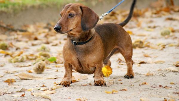 Lær en voksen hund i bånd å gå - Gå med den voksne hunden daglig