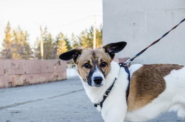 Lære en voksen hund å gå i bånd - Tilvenning til tilbehør