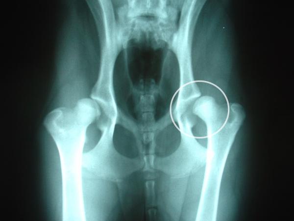 Vanlige sykdommer i amerikansk akita - hofteleddsdysplasi