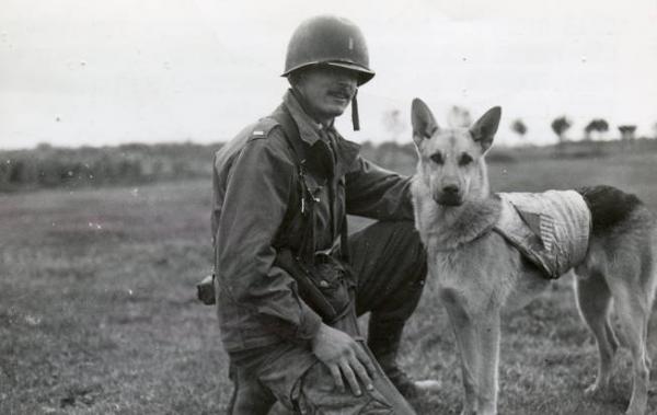 Curiosities of the German Shepherd - 5. De har deltatt i de to verdenskrigene 