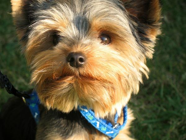 Tips for å heve en Yorkshire Terrier - Yorkshire Terrier -temperamentet