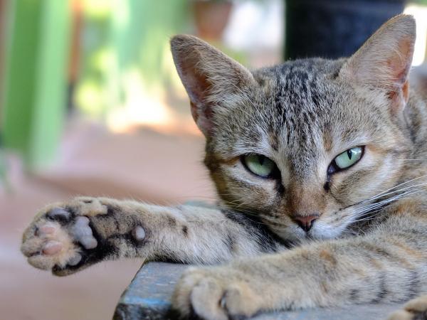 Omsorg for en kastrert katt - Omsorg for å helbrede såret
