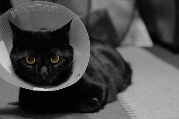 Omsorg for en kastrert katt - omsorg for å beskytte såret