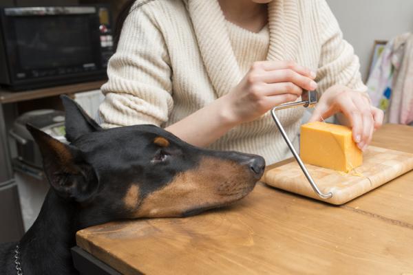 Kan hunder spise ost?  - Hva er laktoseintoleranse?