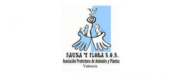 Hvor kan jeg adoptere en hund i Valencia - Association for the Protection of Animals and Plants 