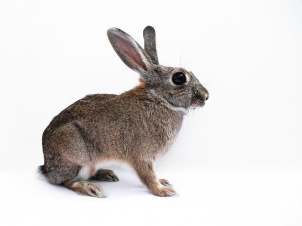 Myxomatose hos kaniner - Symptomer og forebygging - Pleie av kaninen med myxomatose