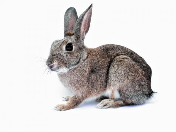 Myxomatose hos kaniner - symptomer og forebygging - Hva er myxomatose
