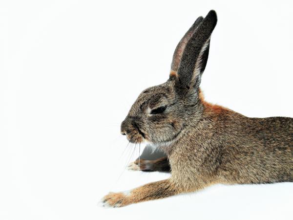 Myxomatose hos kaniner - Symptomer og forebygging - Symptomer på myxomatose hos kaniner