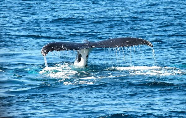 Blue Whale Diet - Jakten og befolkningen av blåhvaler