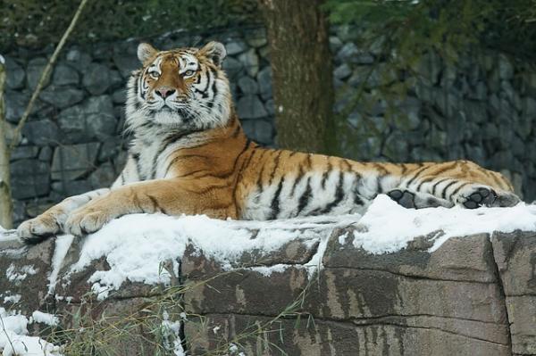 De 10 raskeste dyrene i verden - 8. Siberian tiger