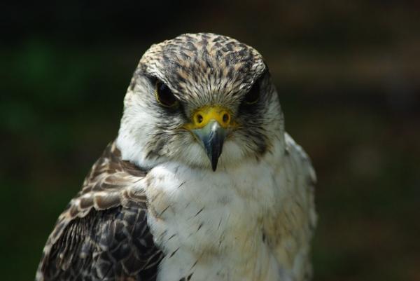 De 10 raskeste dyrene i verden - 1. Peregrine Falcon