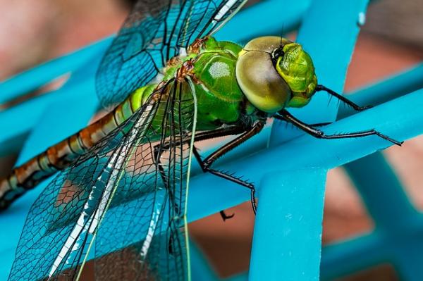 De 10 raskeste dyrene i verden - 10. Dragonfly