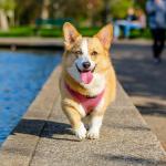 1630309911 208 Walisisk corgi Pembroke