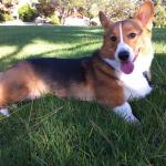 1630309911 223 Walisisk corgi Pembroke