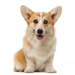 1630309911 588 Walisisk corgi Pembroke