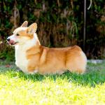 1630309911 752 Walisisk corgi Pembroke