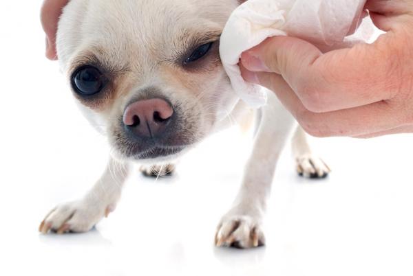 Triks for å fjerne flekker i tårekanalen til hunder - Produkter for å fjerne hundens mørke tåre